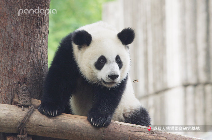  p data-id="tbb1xck6bigz">金宝,又名康尼,雄性大熊猫,2019年8月9日