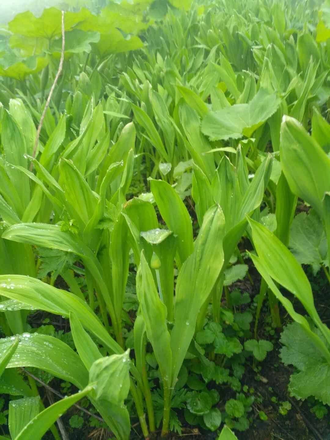 是石蒜科葱属植物.