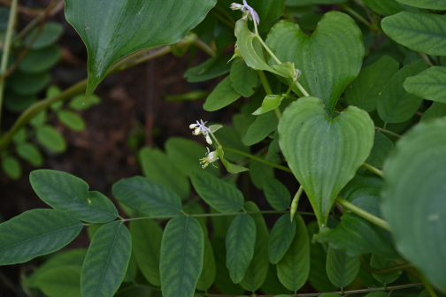竹叶子（鸭跖草科竹叶子属植物）_百度百科