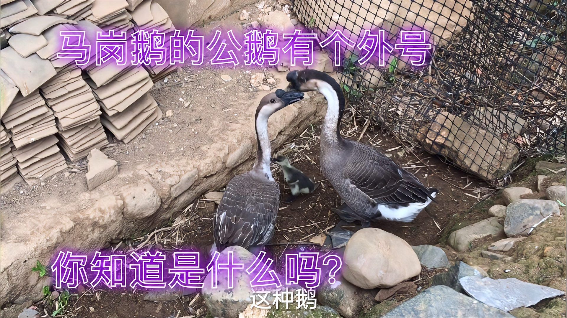广东最好吃的鹅品种，马岗鹅的公鹅有个外号，你知道是什么吗？_科星球_百度百科