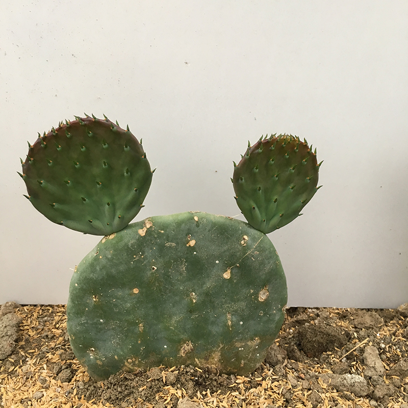  p data-id="gnavvll3jl">仙人镜(opuntia phaeacantha)是仙人掌科