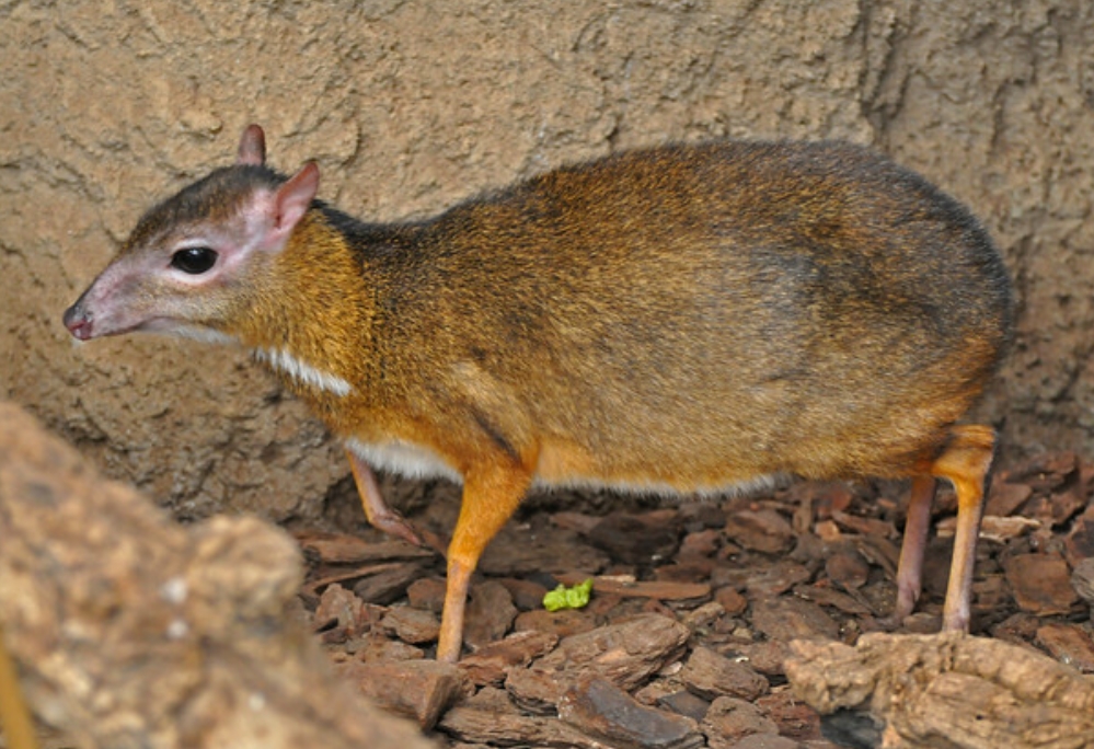 javan mousedeer, kanchil