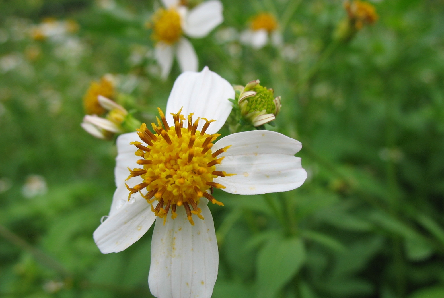 因原产于浙江杭州等地,所以叫做杭菊花.