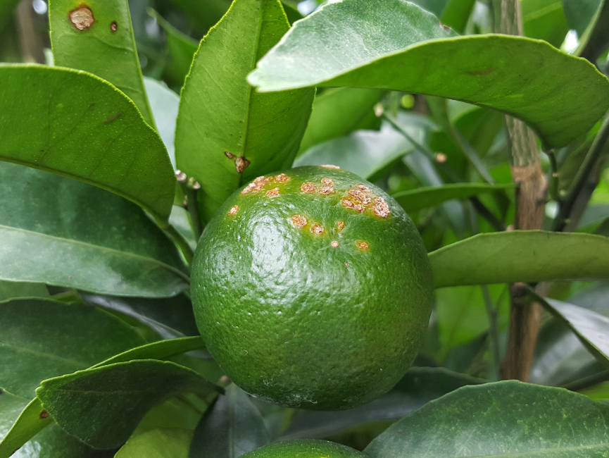 柑橘溃疡病