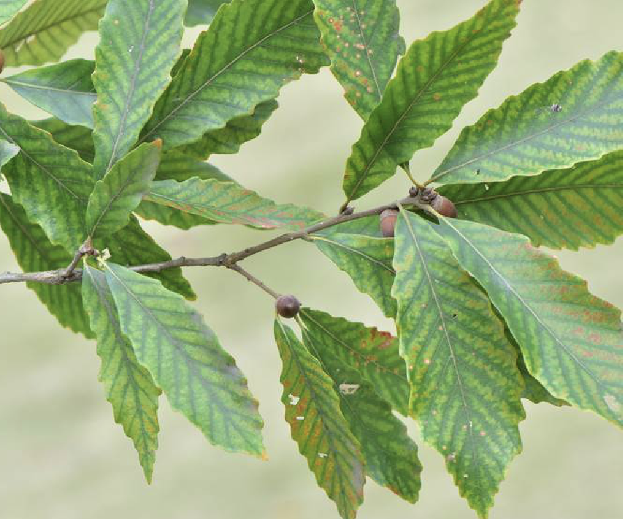 锐齿槲栎甘肃白水江群体13