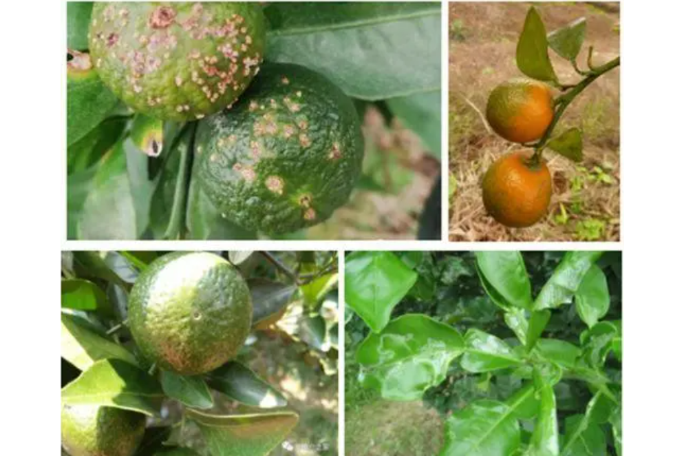 go0m7kd6du">柑橘的各类害螨属蛛形纲,主要包括瘿螨,叶螨和跗线螨三科