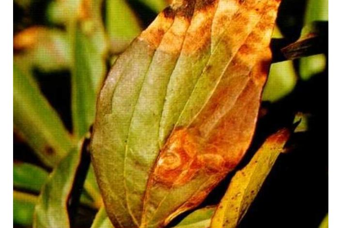 href="/item/芍药/328161" data-lemmaid="328161">芍药 /a>的病害