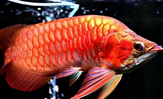 红龙鱼
