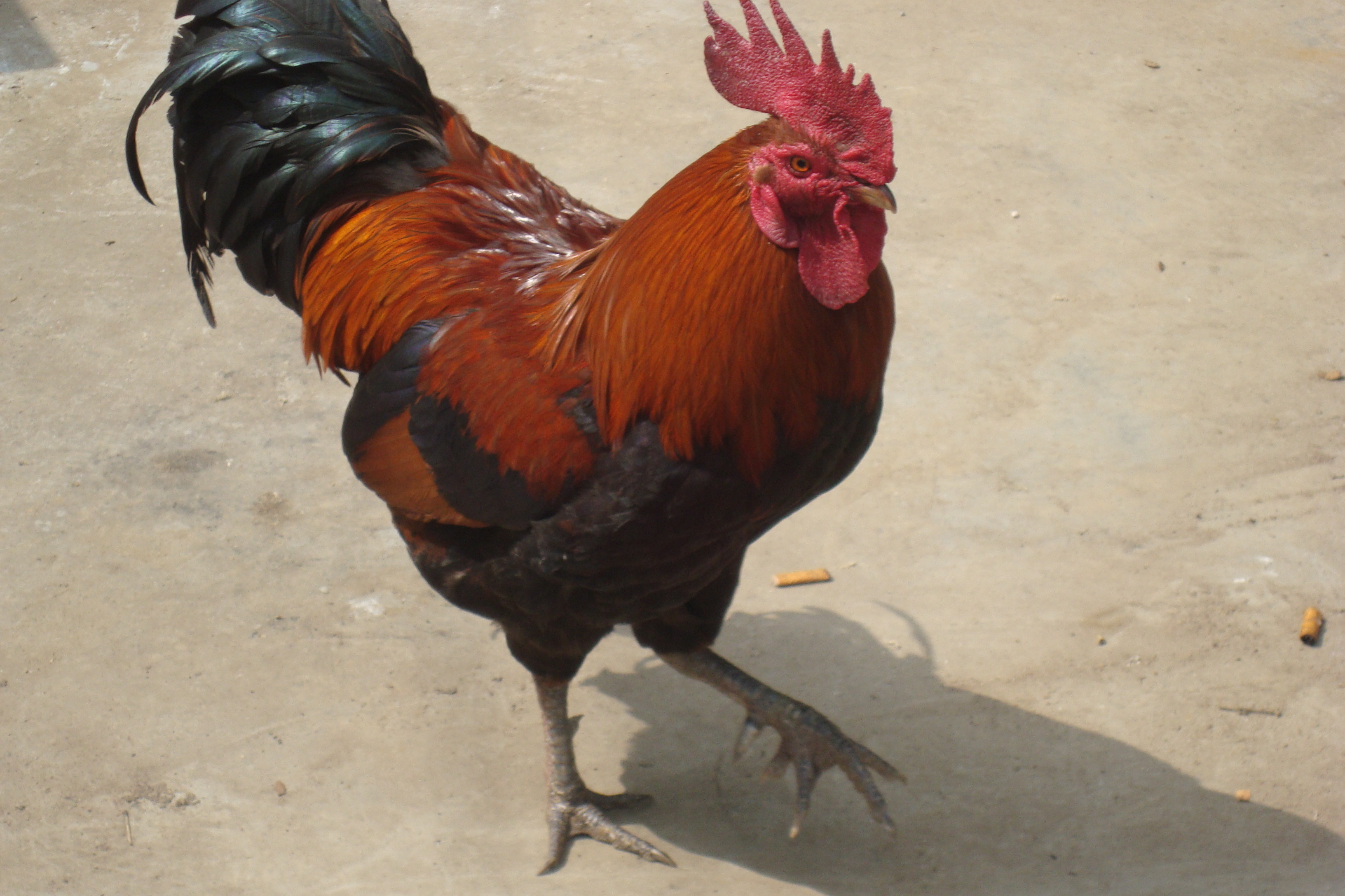 海佩科红羽肉鸡