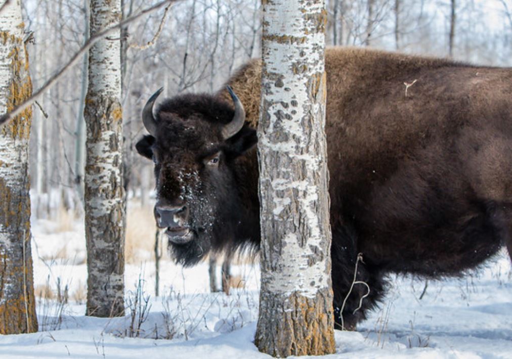  p>野牛属(学名: i>bison /i>):哺乳纲,牛科动物.