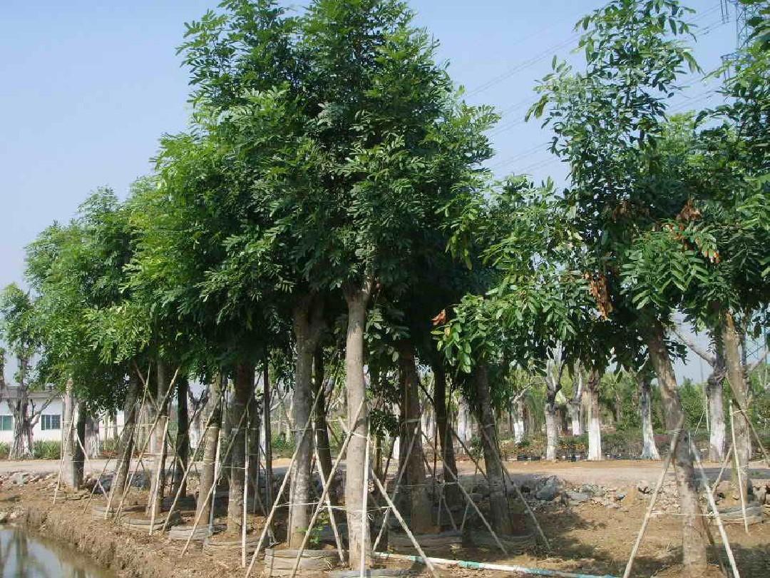 大叶桃花心木海南个体008