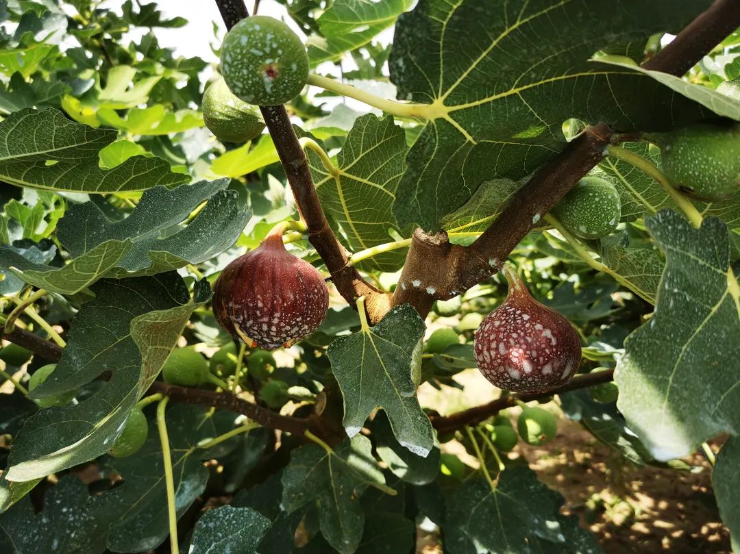 id="tmjll7xmw9wt">宝山无花果属桑科,因花小,藏于花托内,又名隐花 