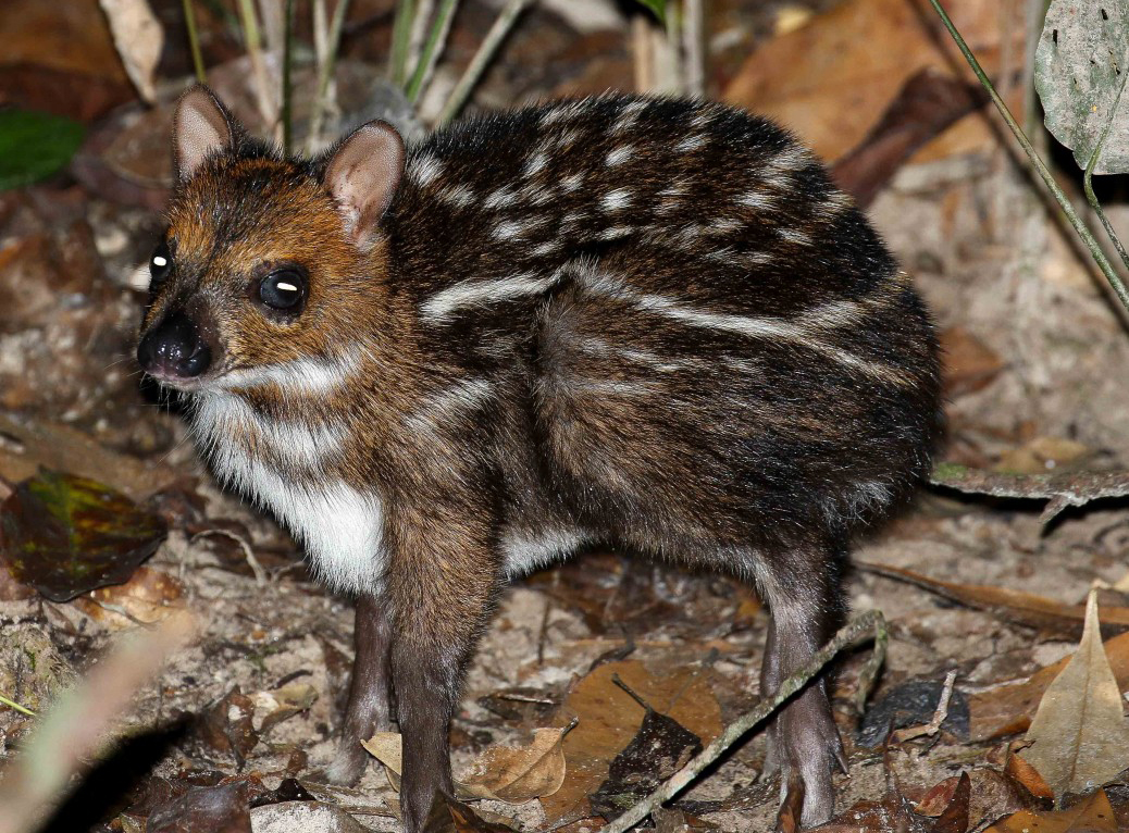  p>水鼷鹿(学名: i>hyemoschus aquaticus /i>):是鼷鹿科成员中体型最