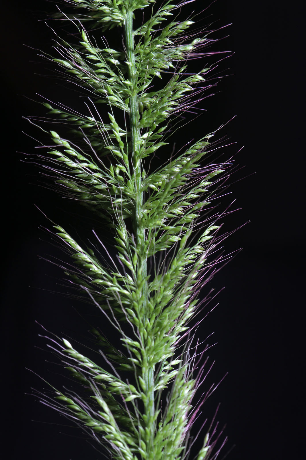 棕叶狗尾草