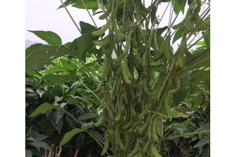  p>皖豆39是 a target="_blank" href="/item/大豆/567793" data