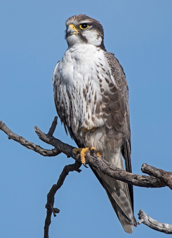  p>印度猎隼(学名: i>falco jugger /i>):是隼科,隼属的一种中型猛禽.