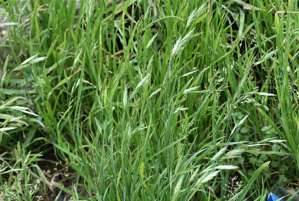 青南披碱草