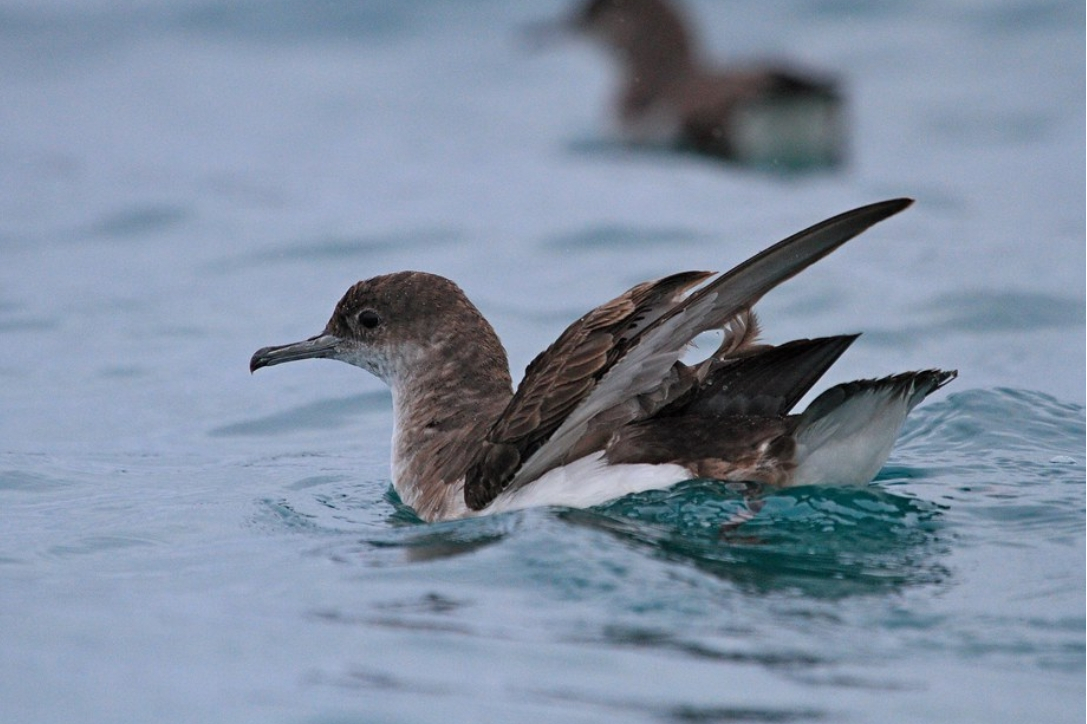  p>澳洲鹱(学名: i>puffinus huttoni /i>):鹱科,剪水鹱属海洋鸟类.