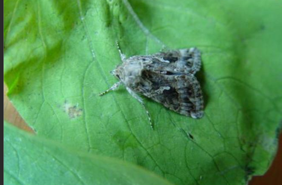 非洲菊银纹夜蛾