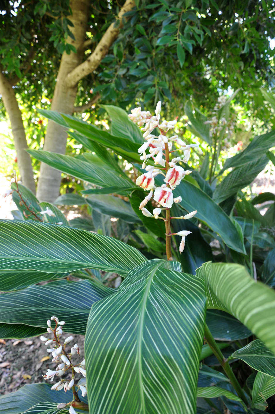  p>美山姜(学名: i>alpinia formosana  /i>k. schum.