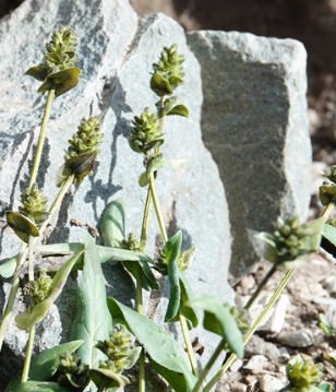  p data-id="gnwny1izak">鸡娃草( i>plumbagel