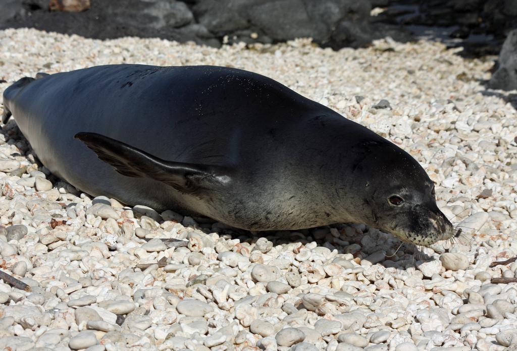  p>夏威夷僧海豹(学名:monachus schauinslandi)在 a href="#" data