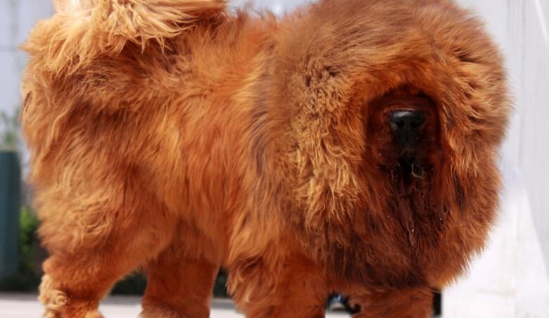  p data-id="gnvez2l6fw">苍猊犬(tibetan mastiff), a target="