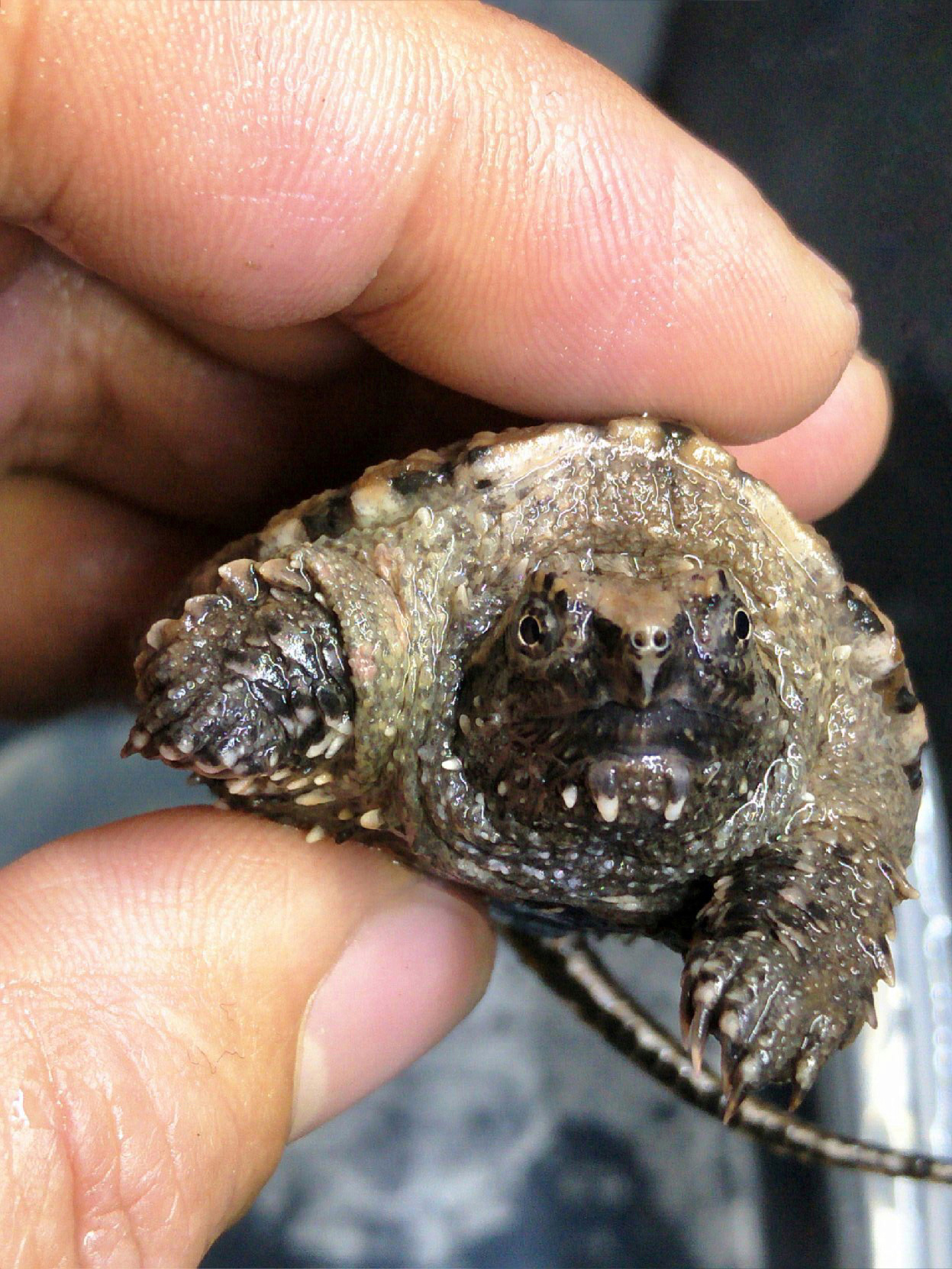  p>中美拟鳄龟,产于北美及中美洲地区,主要分布在伯利兹,危地马拉