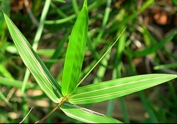  i>bambusa eutuldoides /i> huayeqingsi)是禾本科,簕竹属大眼竹之