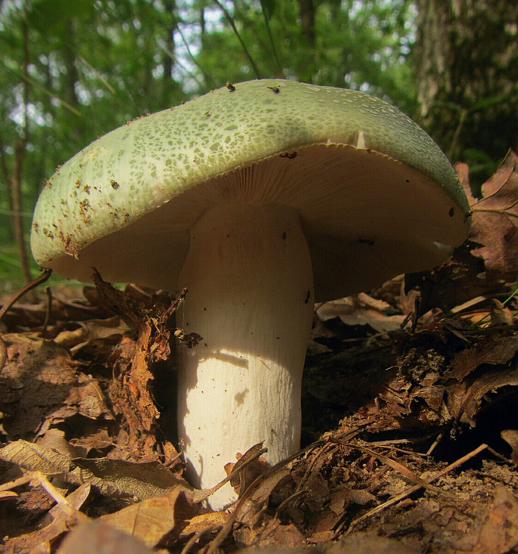  p>绿菇学名 a href="#" data-lemmaid="6523593">变绿红菇 /a>,青