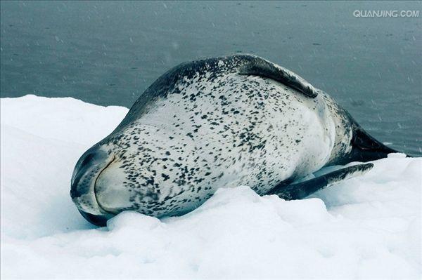 豹斑海豹