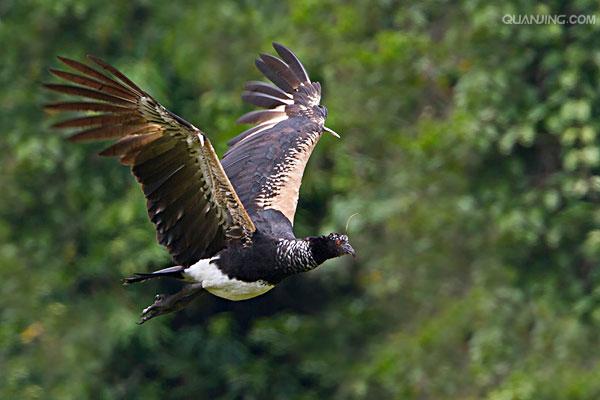  p>角叫鸭(学名: i>anhima cornuta /i>):因