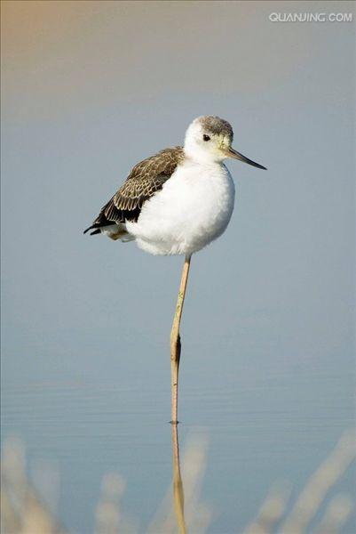  p>黑颈长脚鹬(学名: i>himantopus mexicanus /i>)是一种修长的黑白