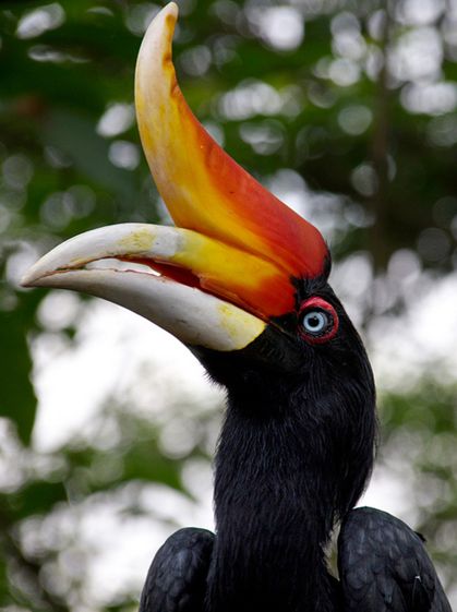  p>马来犀鸟(学名:buceros rhinoceros)是一种 a