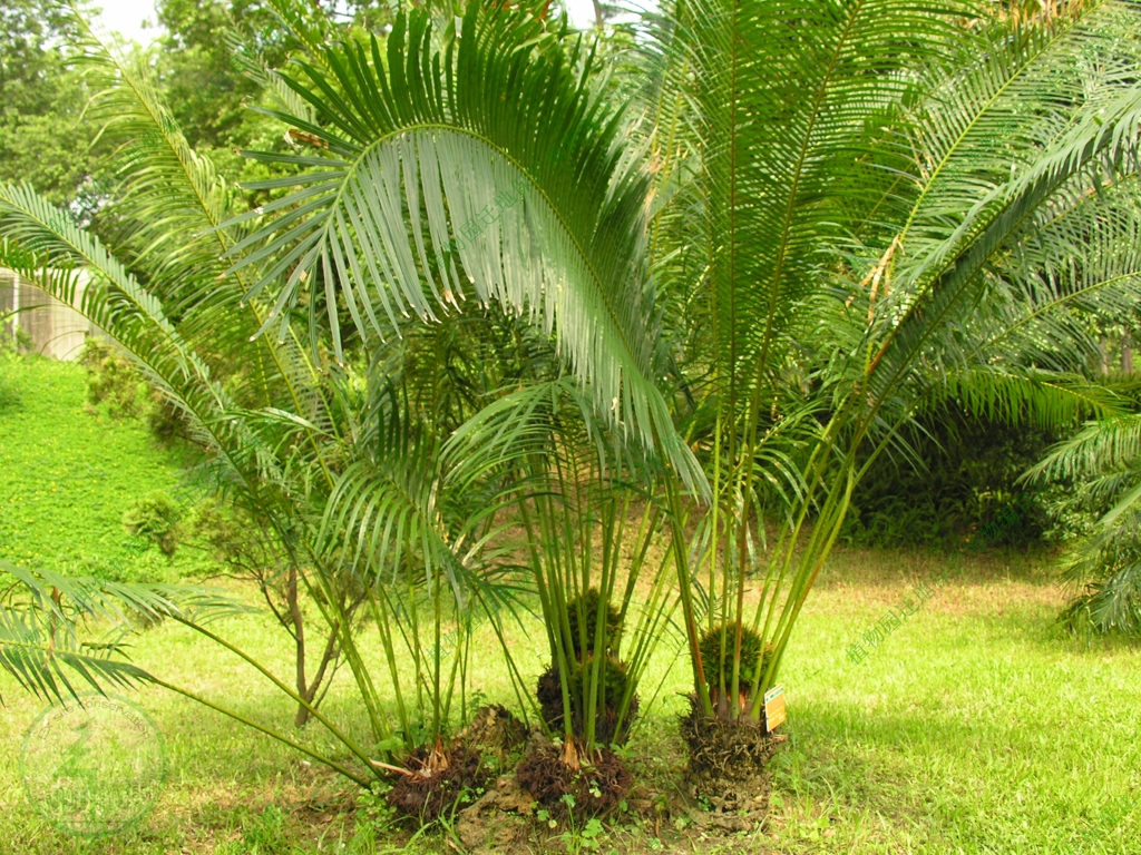  p>叉孢苏铁(cycas segmentifida)为苏铁属植物.
