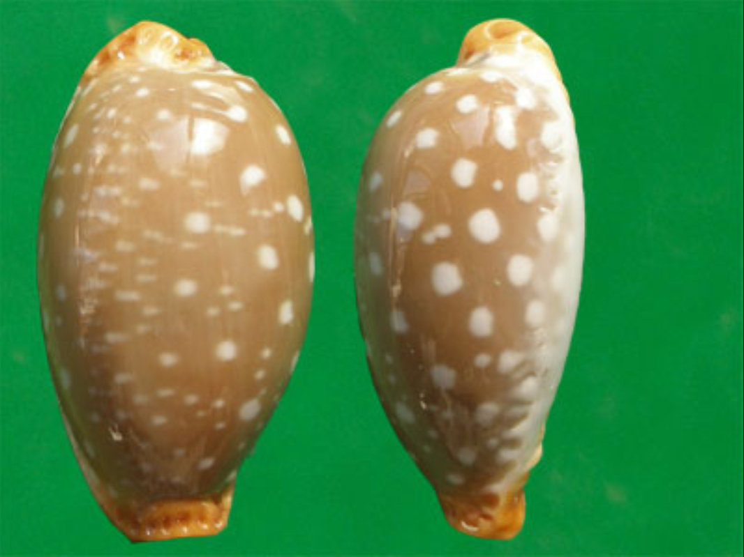  p>鸡皮宝螺(学名:staphylaea limacina limacina)是腹足纲宝螺科的 a