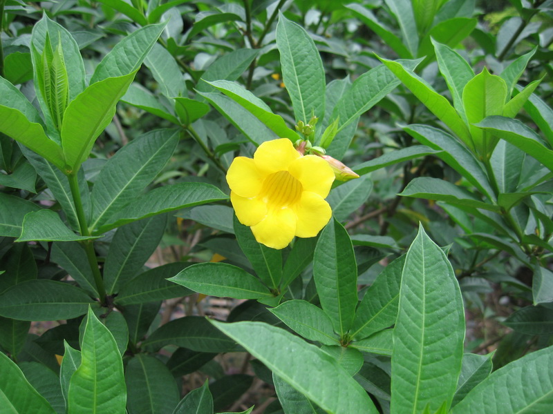  p>软枝黄蝉(学名: i>allemanda cathartica /i> l.