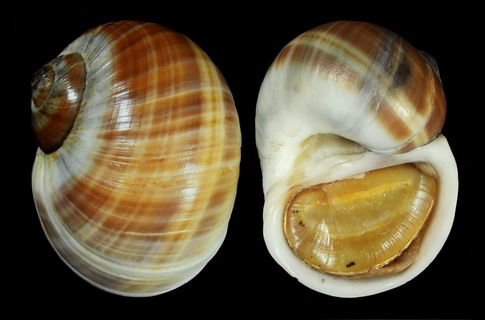  p>玉螺: a href="#" data-lemmaid="6523815">螺类 /a>的一种,海水