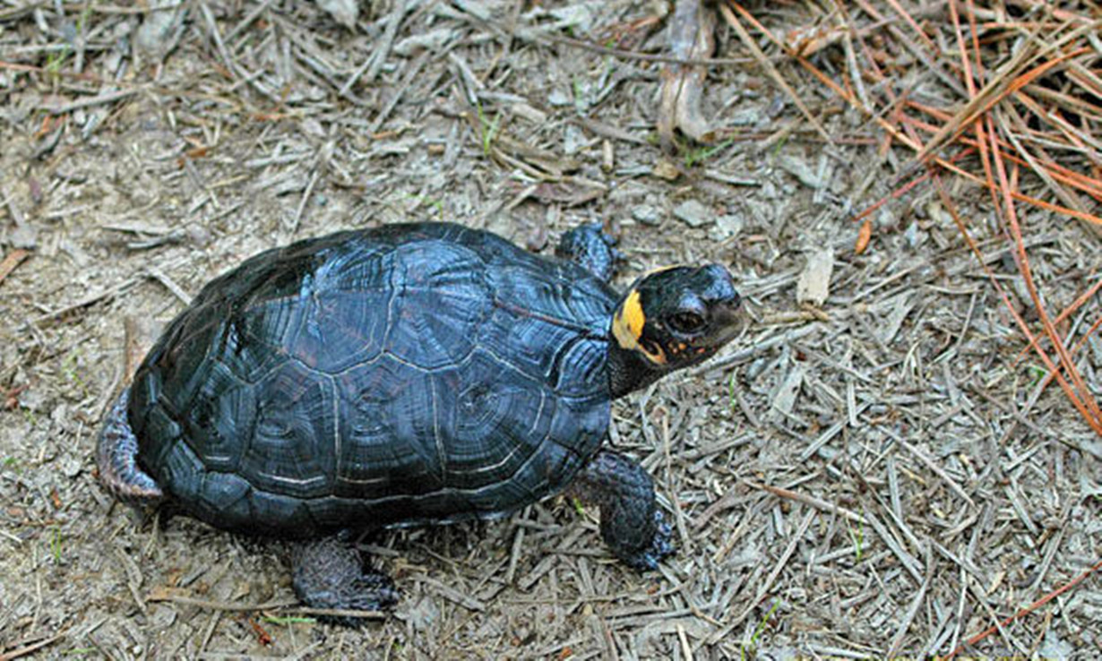  p>牟氏水龟,别名沼泽龟.龟科水龟属.