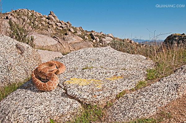  p>南美响尾蛇(crotalus durissus)是一种分布在南美洲的响尾蛇.