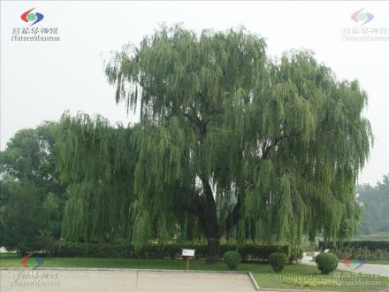 绦柳_百度百科