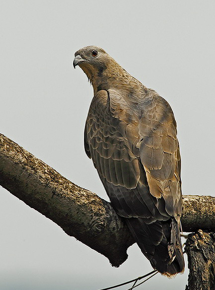 oriental honey-buzzard