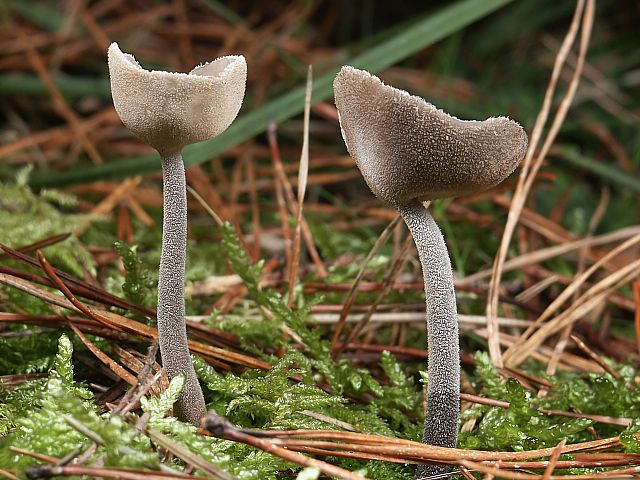 子实层面灰褐色,干时近黑色,背部表面灰色,有细毛,菌柄近圆柱形.