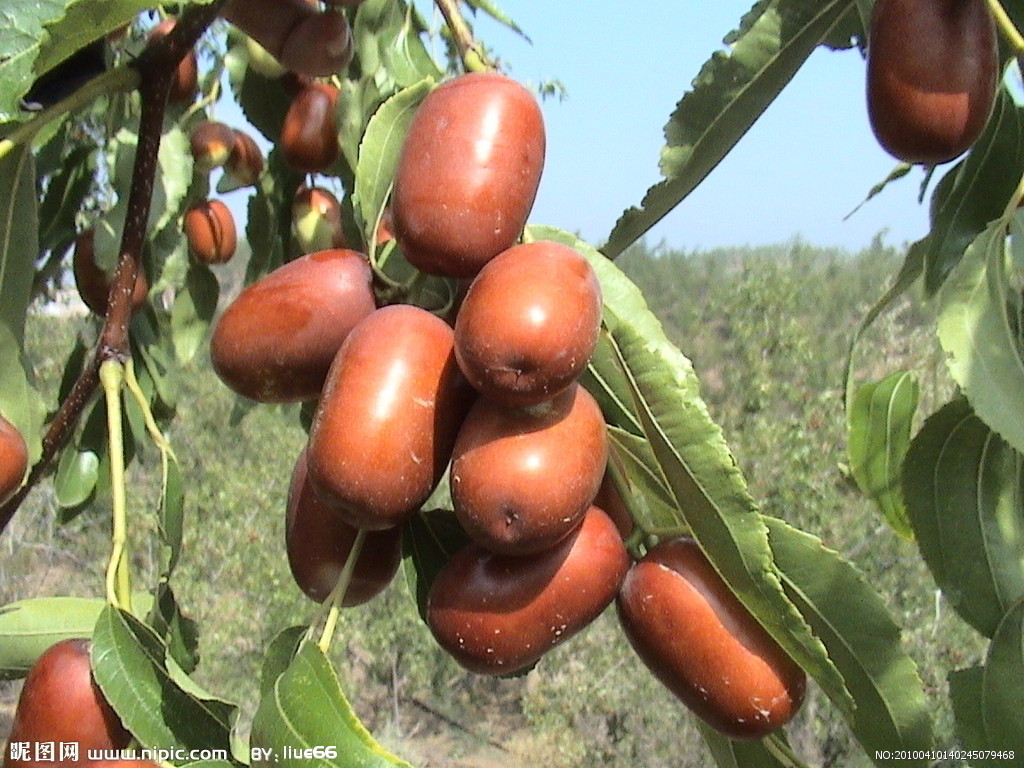 长木枣