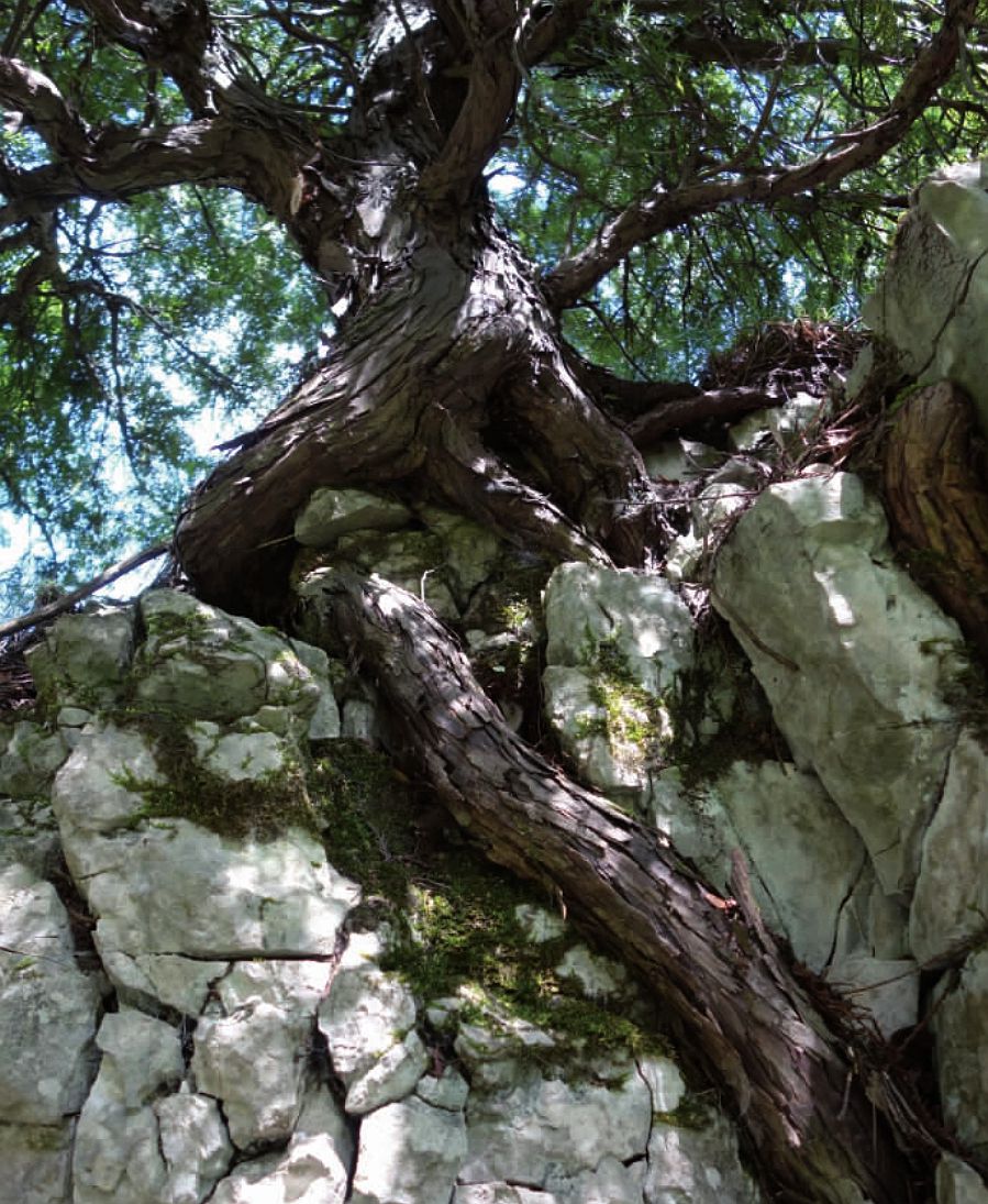  p>崖柏(学名: i>thuja sutchuenensis /i> franch.