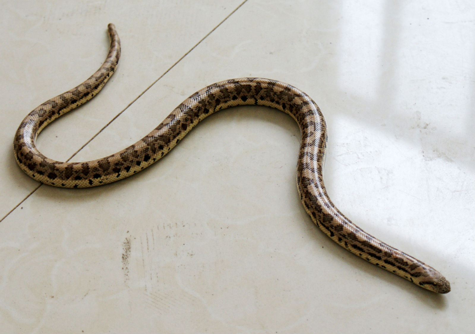  p>沙蟒是比较原始的小型到中等大小的无毒蛇类,卵胎生,本属已知11种