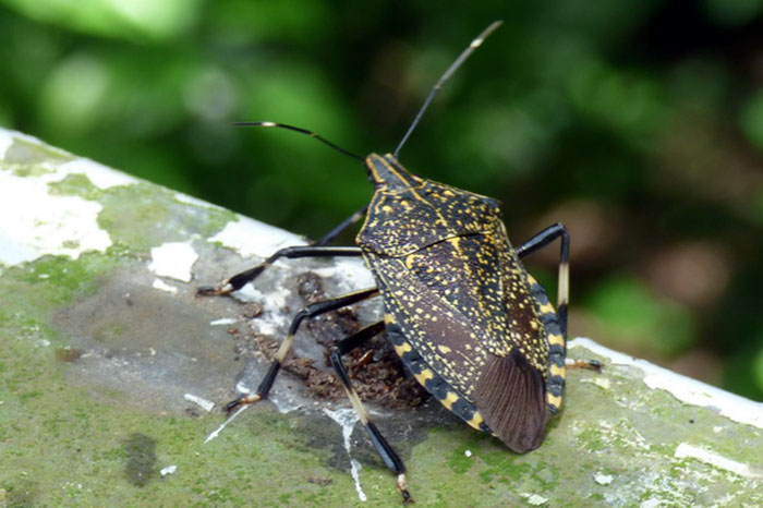  p>麻皮蝽属于 a href="#" data-lemmaid="1535270">半翅目 /a>, a