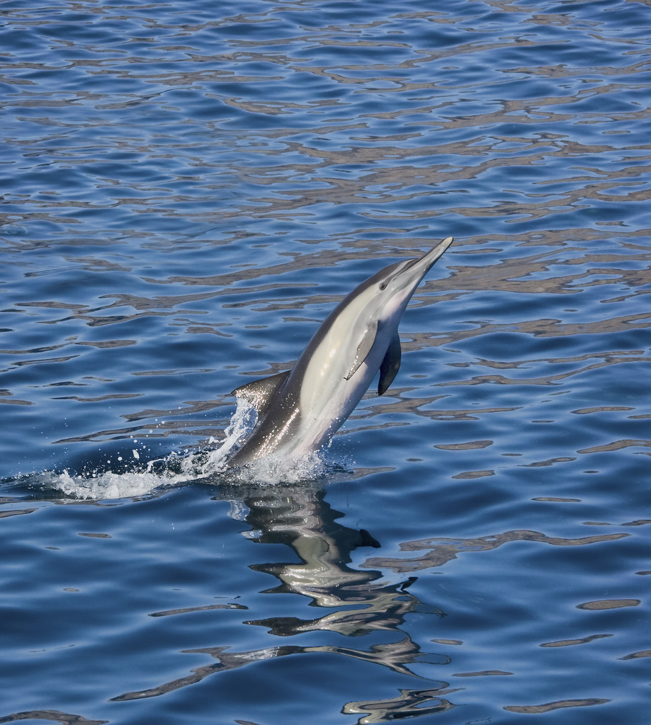 long-beaked common dolphin