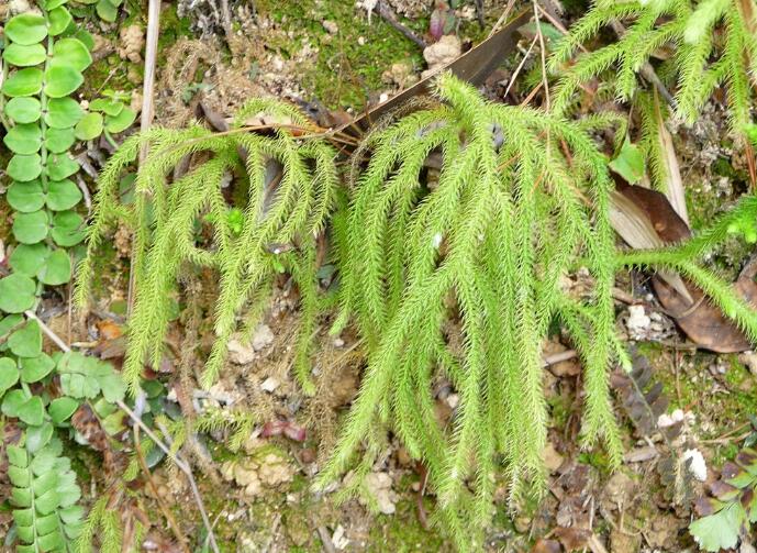  p> a href="#" data-lemmaid="9832679">藤石松属 /a>,拉丁文名:lyco