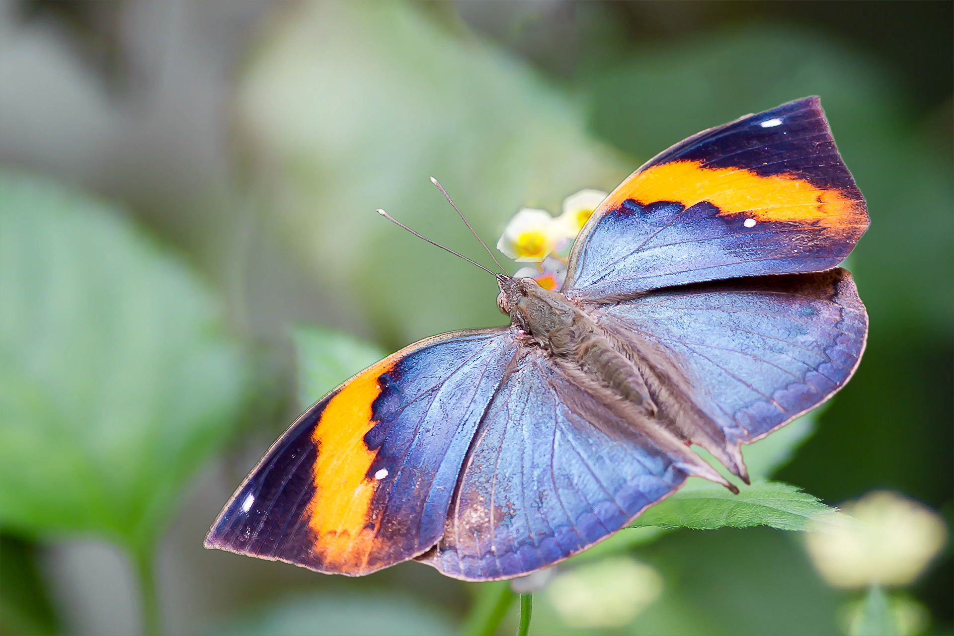 inachus /i>)是 a href="#" data-lemmaid="3176375">蛱蝶科 /a>